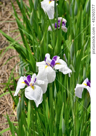 Hanashaubu花束虹膜 48260377