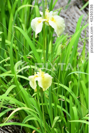 Hanashaubu flower bouquet iris 48260386