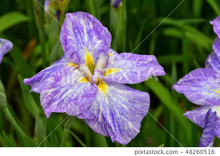 Hanashaubu花束虹膜 48260516
