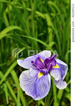 Hanashaubu花束虹膜 48260521