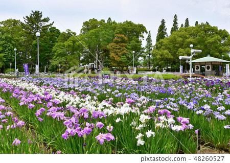 Hanashaubu花束虹膜 Hanashaubu花束虹膜 48260527