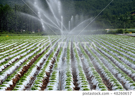 Kawakami village · Plateau lettuce field Kawakami village · Plateau lettuce field 48260657