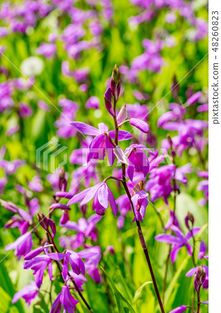  Flower garden 48260823