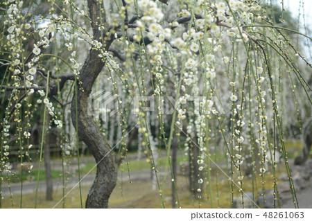 Seongnam-myeon plum Seongnam-myeon plum 48261063