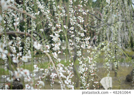 Seongnam-myeon plum 48261064