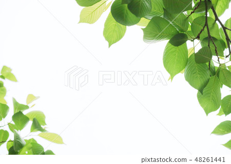葉子 的葉子 廠 48261441