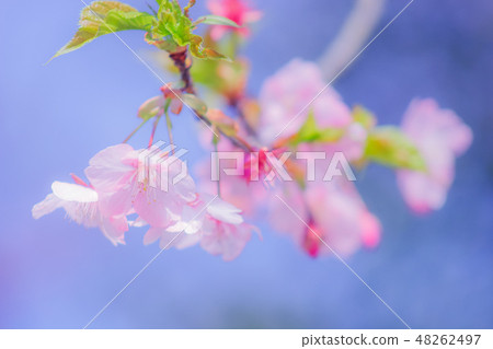 櫻花 48262497