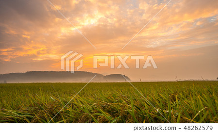 Gyeongju Countryside Landscape with Ruddy Glow and Rice Field Gyeongju Countryside Landscape with Ruddy Glow and Rice Field 48262579