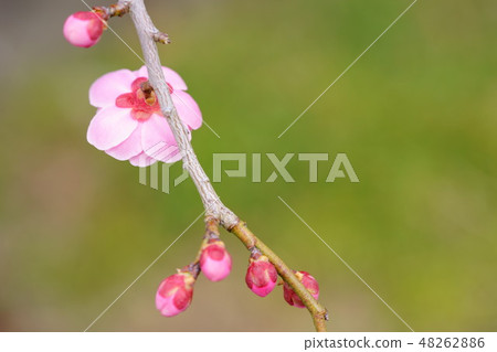開花的垂枝梅5 48262886