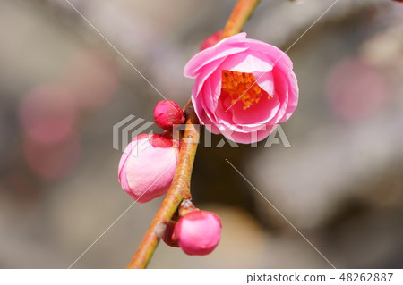 開花的垂枝梅1 48262887