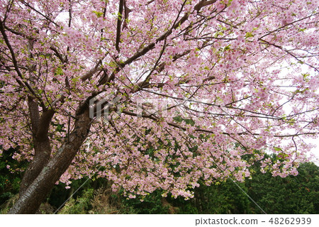 Kawazu cherry tree 48262939