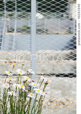 花 庭園 花卉園 48263846