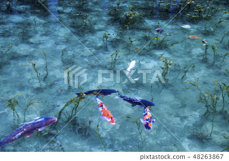 Pond of monet Pond of monet 48263867