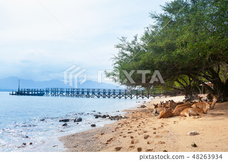 Javan Rusa deers on sea beach Javan Rusa deers on sea beach 48263934