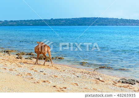 Javan Rusa deer on sea beach Javan Rusa deer on sea beach 48263935