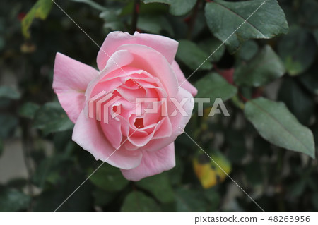 流行玫瑰,伊麗莎白女王 流行玫瑰,伊麗莎白女王 48263956