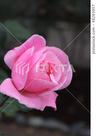 流行玫瑰,伊麗莎白女王 流行玫瑰,伊麗莎白女王 48263957