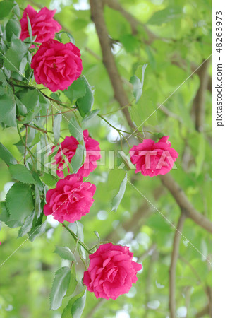 Flower, a flower garden, a flower bed 48263973