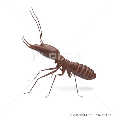 Termite on isolated whited background 3d illustration Termite on isolated whited background 3d illustration 48264177