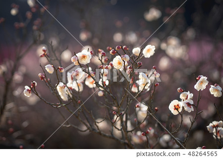 Minami Takumi Flower Minami Takumi Flower 48264565