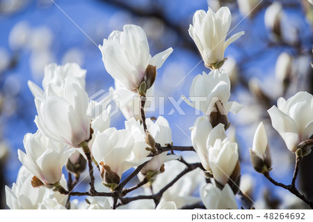 Haku Mokren 48264692