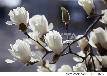 Haku Mokren 48264697