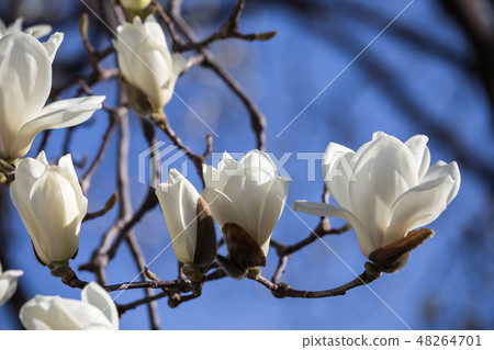 Haku Mokren 48264701