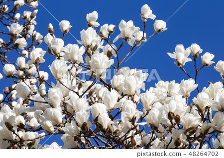 Haku Mokren Haku Mokren 48264702