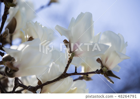 Haku Mokren Haku Mokren 48264791