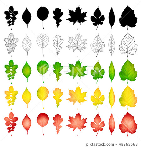 Set of colorful leaves isolated on white Set of colorful leaves isolated on white 48265568