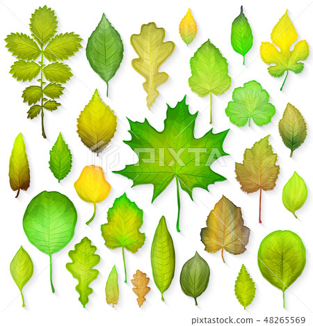 Green leaves set on white background Green leaves set on white background 48265569