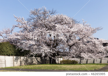 Cherry tree  48265995