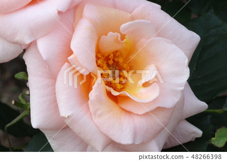 Pink rose kotone Pink rose kotone 48266398