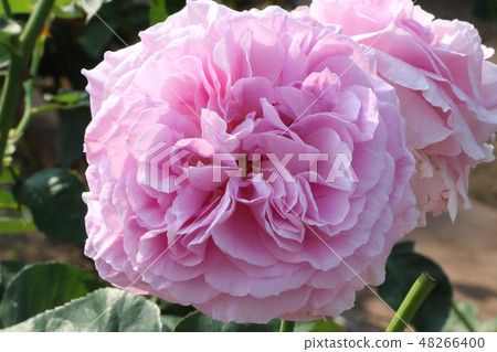 Purple Rose Wedding Bouquet Purple Rose Wedding Bouquet 48266400
