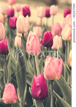 Spring, a public city park with footpaths - image 48267090