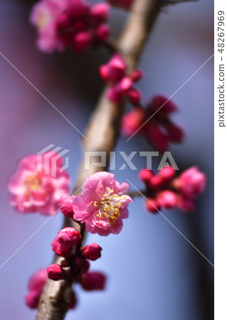 京都Meiseen Kuroki no Mei 48267969