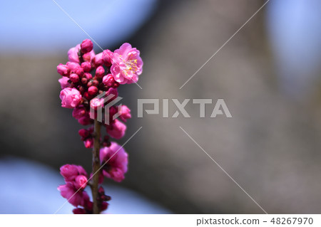 京都Meiseen Kuroki no Mei 京都Meiseen Kuroki no Mei 48267970