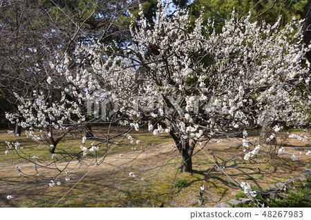 京都御苑桃園(桃花) 京都御苑桃園(桃花) 48267983