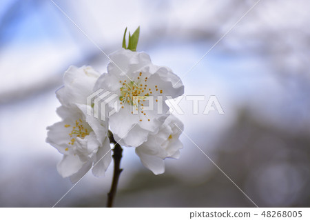 京都御苑桃園(桃花) 京都御苑桃園(桃花) 48268005