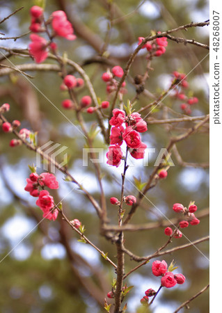 京都御苑桃園(桃花) 京都御苑桃園(桃花) 48268007