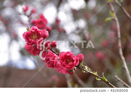 京都御苑桃園(桃花) 京都御苑桃園(桃花) 48268008