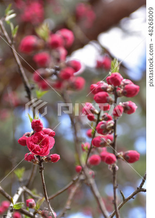 京都御苑桃園(桃花) 京都御苑桃園(桃花) 48268009