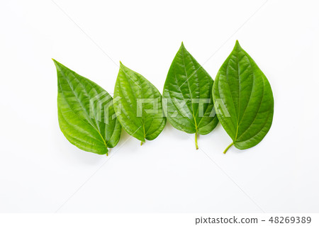 Green betel leaves, Fresh piper betle on white Green betel leaves, Fresh piper betle on white 48269389