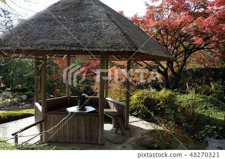 Azumaya和Myoshinji寺的秋葉 Azumaya和Myoshinji寺的秋葉 48270321