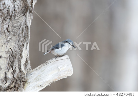 Goblin Goblin 48270495