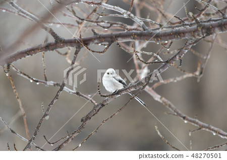 Shimaenaga Shimaenaga 48270501