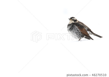 Thrush Thrush 48270510