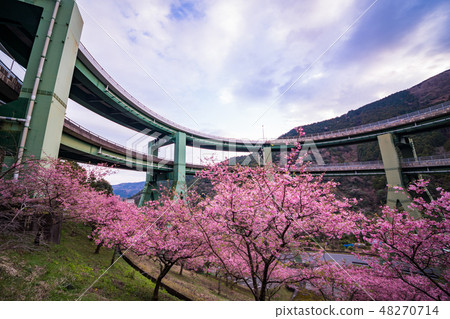 （靜岡縣）河津櫻花，河津楠崎環橋 48270714