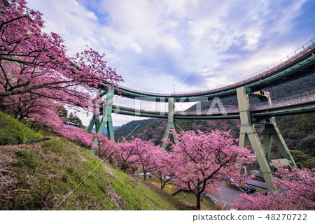 (Shizuoka) Kawazu cherry blossom, Kawazu Nanaki Loop Bridge 48270722