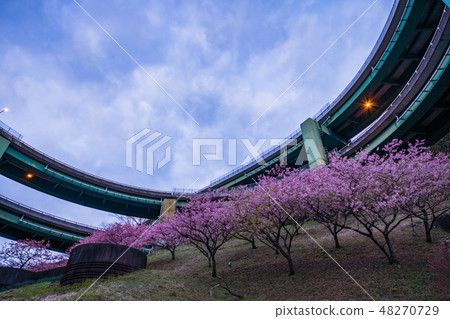 (Shizuoka) Kawazu cherry blossom, Kawazu Nanaki Loop Bridge 48270729